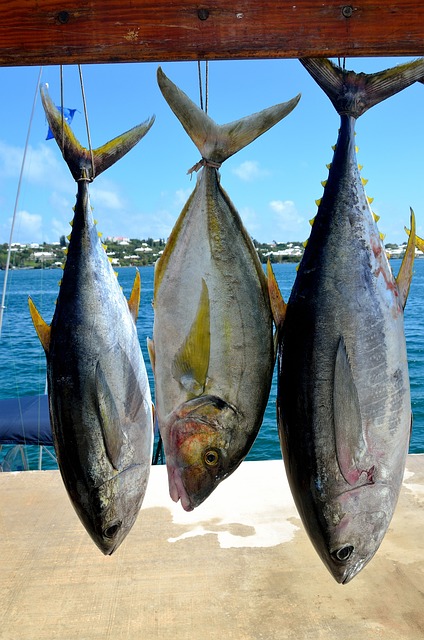 Tamaños diferentes del atún y el bonito