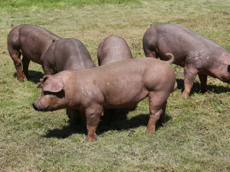Cerdos de raza Duroc